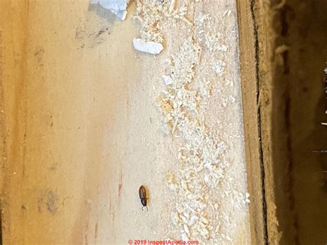 Powder Post Beetle & Old House Borer Wood Damage Identifiction FAQs