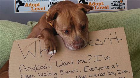 Dog adopted after touching photo goes viral - ABC11 Raleigh-Durham