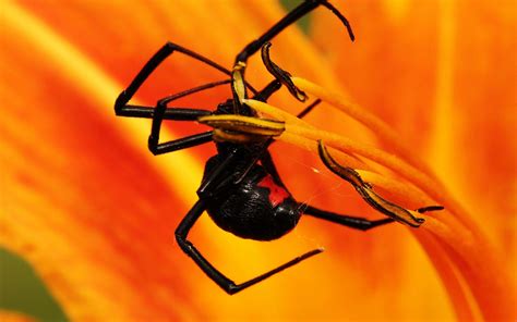 Download Spider On An Orange Flower Wallpaper | Wallpapers.com