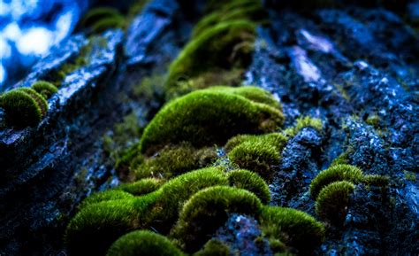 Free Images : nature, wood, mystical, moss, underwater, coral reef ...