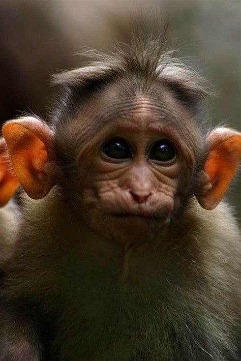 1000+ images about Bad Monkey on Pinterest | Monkey, Chunky monkey and Scary