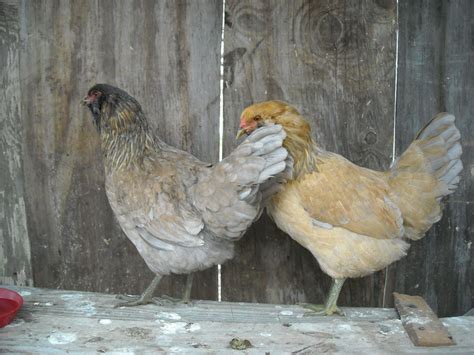 Are these Ameraucana chickens? | BackYard Chickens - Learn How to Raise Chickens