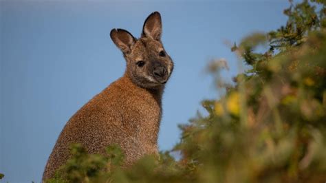 Lambay Island is home to Ireland's wallabies - BBC News