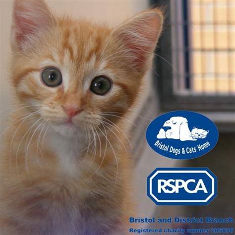 Adopt, don't shop! Pet rehoming at Bristol RSPCA Dogs and Cats Home