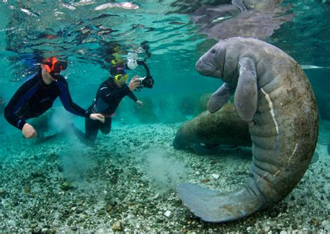 Swim & Snorkel with Manatees 2024 | Florida