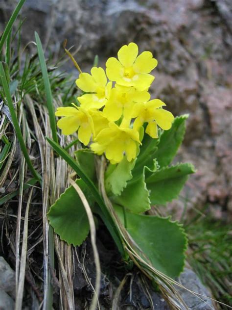 Primula auricula (Auricula Primrose) - World of Flowering Plants