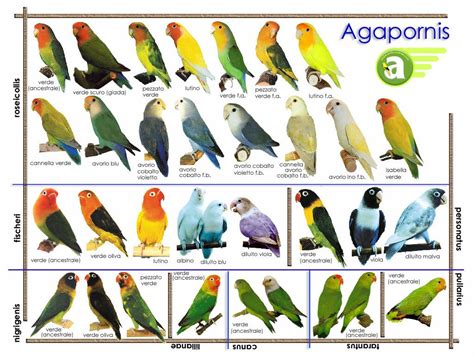 Tipos de especies de agapornis Exotic Birds, Colorful Birds, Love Birds ...