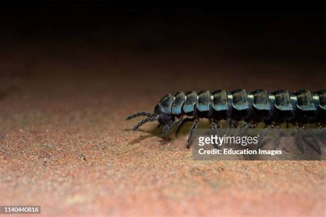 193 Millipede Legs Stock Photos, High-Res Pictures, and Images - Getty Images