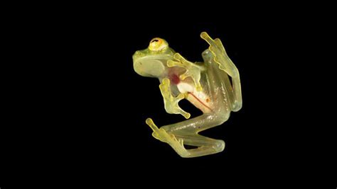 Scientists see-through glass frogs’ translucent camouflage