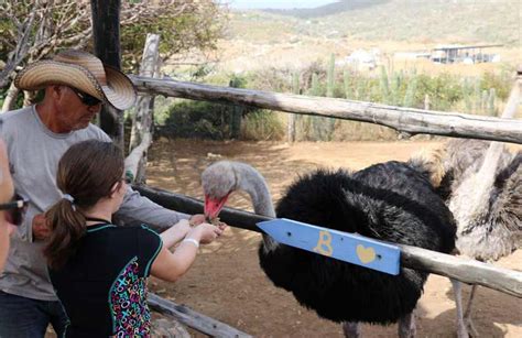 Get Up Close and Personal - Aruba Ostrich Farm Tours