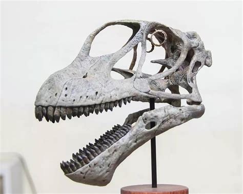 Mamenchisaurus Skeleton