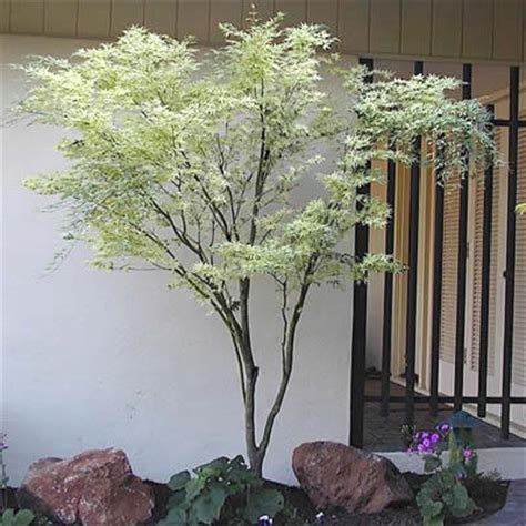 Butterfly Japanese Maple - 3 Gallon - Tree - Japanese Maples - Green ...