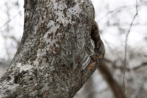 15 Stunning Examples Of Owl Camouflage | Bored Panda