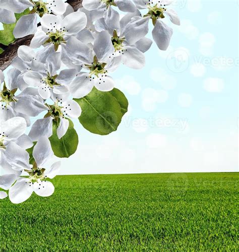 spring landscape. Flowers. 10026198 Stock Photo at Vecteezy