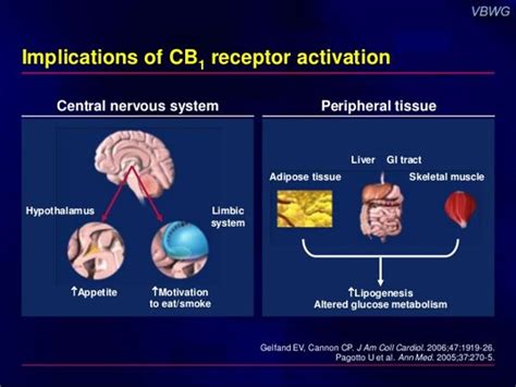 3 Things To Know About Rimonabant & It's Alternative - MeVolv