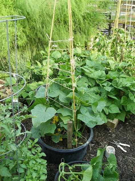 11 Functional DIY Cucumber Trellis Ideas | Balcony Garden Web