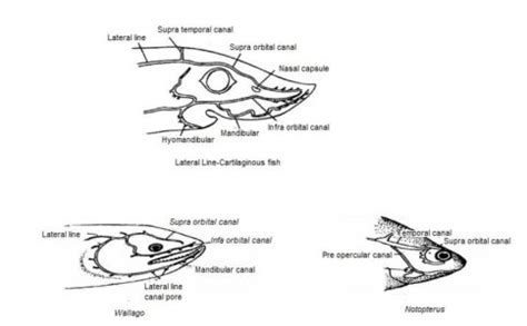 Lateral Line System of Fishes - Biology Educare