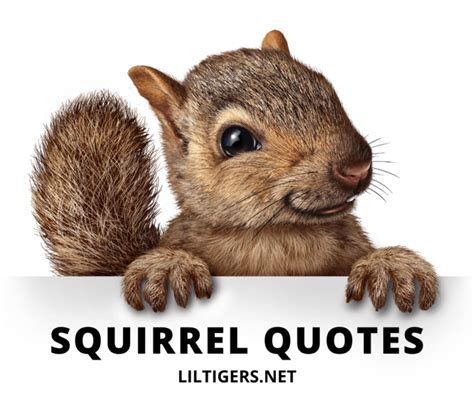 20 Inspirational Squirrel Quotes & Sayings - Lil Tigers