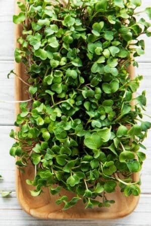 Radish Microgreens 101: Benefits and How to Grow