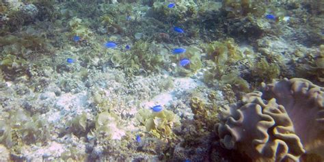 Snorkeling in Moalboal Cebu: You're unlucky if you don't see a turtle 🐢