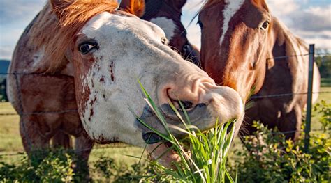 Understanding Laminitis: Causes, Symptoms, Prevention and Management U - Hippo Health