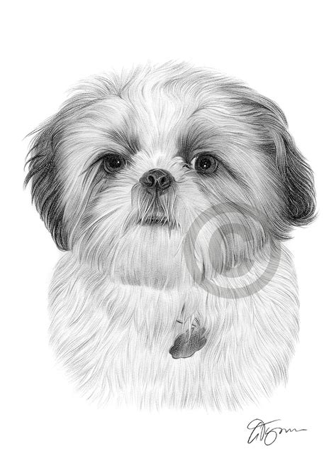 SHIH TZU art pencil drawing print A4 / A3 signed dog artwork pet ...