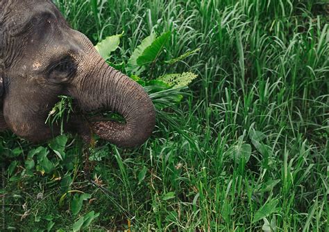 "Elephant Eating Grass" by Stocksy Contributor "Rob And Julia Campbell ...