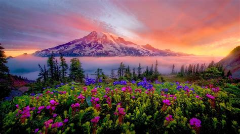 Mount Rainier Wallpaper (67+ images)