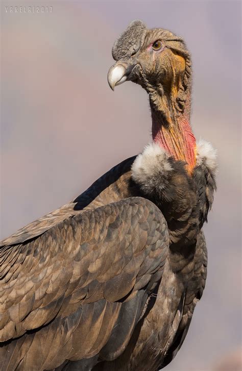 Considering both is weight and wingspan, the Andean Condor is the largest flying bird in the ...