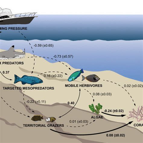 (PDF) A test of trophic cascade theory: fish and benthic assemblages ...