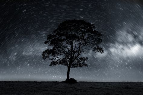 Night Sky With Lonely Tree Free Stock Photo - Public Domain Pictures