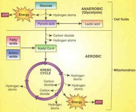 Aerobic Energy System - ECX703 Assignment two