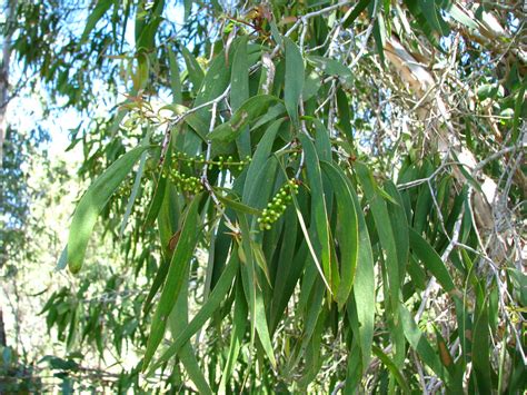 Melaleuca leucadendra: foliage and flower buds | Wild tree g… | Flickr