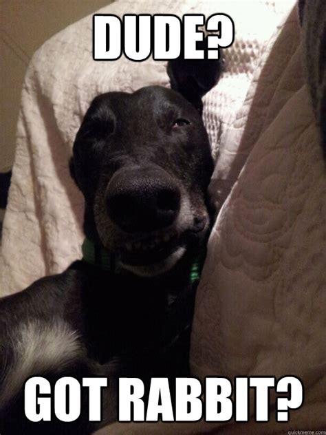 Happy GreyHound memes | quickmeme