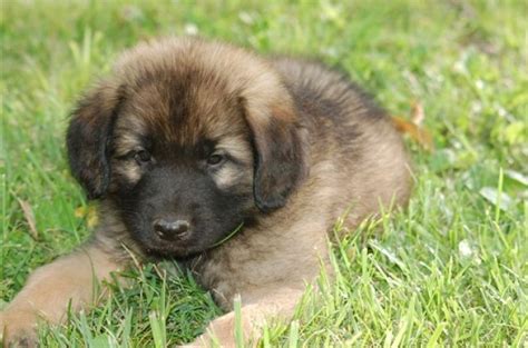 7 Special Tips on Raising Leonberger Puppies