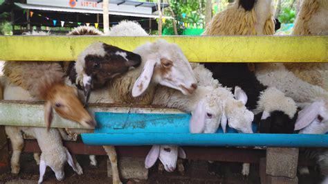 sheep eating food in farm,thailand 30561931 Stock Video at Vecteezy