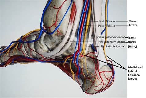 Heel Pain Series Week 1: Anatomy - Sports and Structural Podiatry - Maroochydore