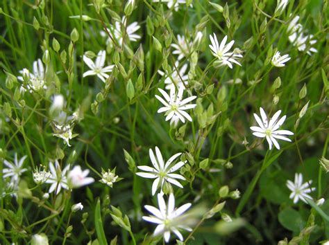 Stellaria L. | Plants of the World Online | Kew Science