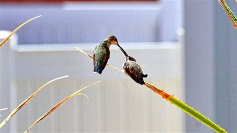 What Do Hummingbirds Feed Their Babies? - Hummingbirds Info