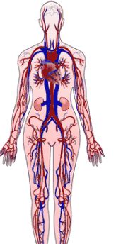 Circulatory System Gif