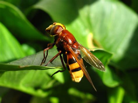 Hoverfly Wallpaper and Background Image | 1600x1199 | ID:545921