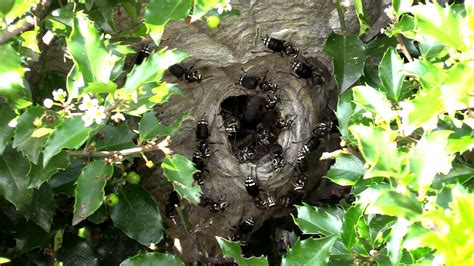 Bald Faced Hornet HUGE Nest removal Wasp Nest - YouTube