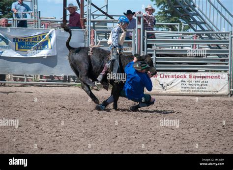 Cow riding hi-res stock photography and images - Alamy