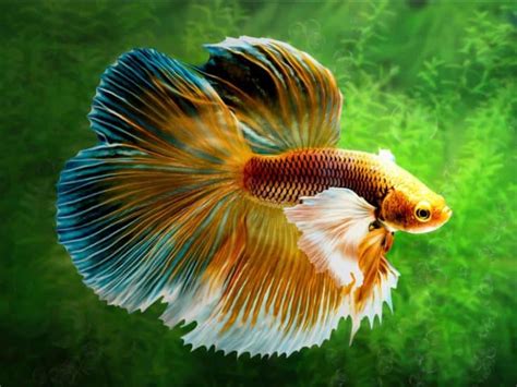 ¿Pueden Los Peces Betta Oír Y Reconocer Las Voces? | Acuario3Web