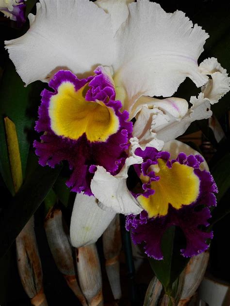 Hawaiian Orchids 2 Photograph by Ron Kandt - Fine Art America