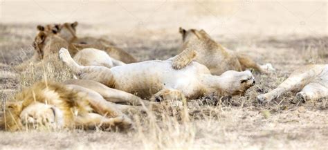 Sleeping lions in large pride at the savannah Stock Photo by ©kjekol ...