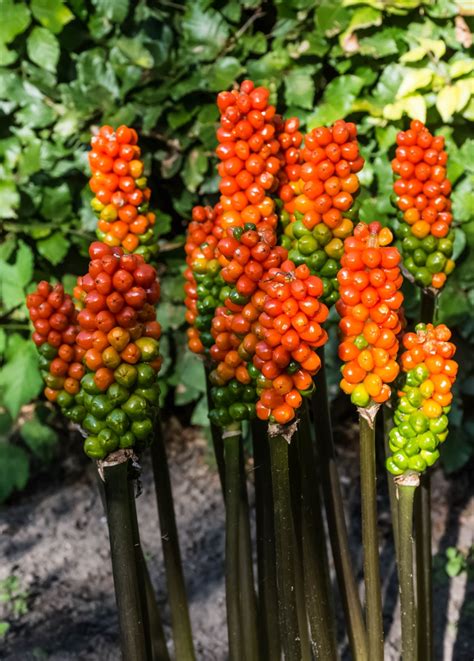 Arum italicum (Italian Arum, Italian Lords and Ladies) | North Carolina ...