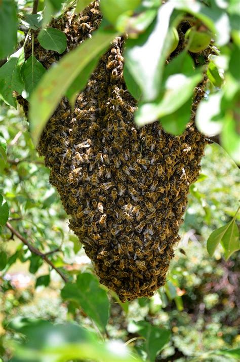 Bee Hive Honeycomb Chichewa - Free photo on Pixabay - Pixabay