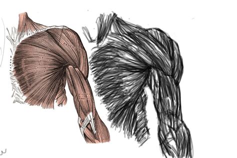 ANATOMY - Shoulder and Bicep Muscles by 1tone on DeviantArt