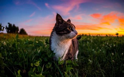 gorgeous little cat and sunset uhd wallpapers - Ultra High Definition Wallpapers | Cats, Uhd ...